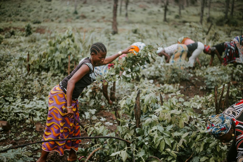 Women working on a farm with crops